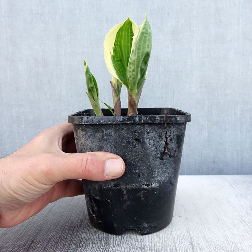 Hosta Captain’s Adventure Vaso da 1,5L/2L esemplare consegnato in primavera