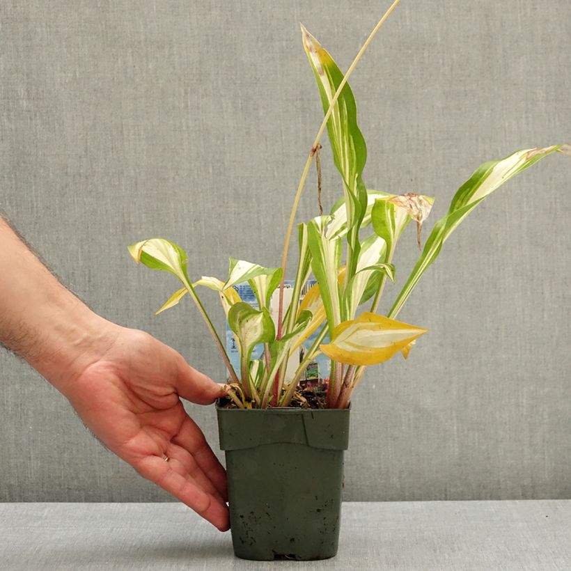 Esemplare di Hosta Cherry Berry Vasetto da 8/9 cm come consegnato in autunno
