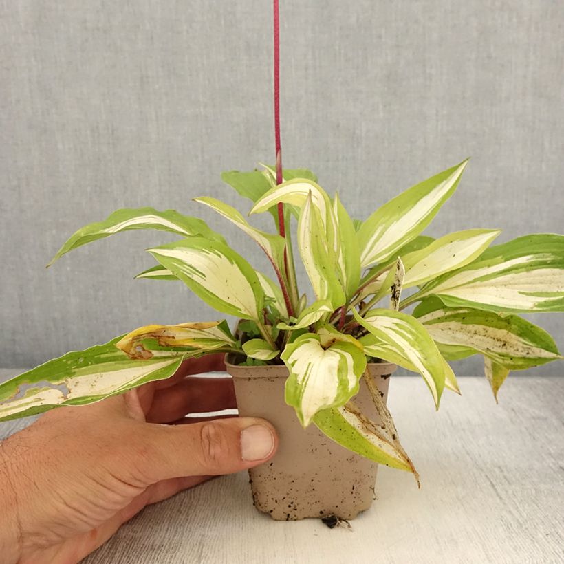 Esemplare di Hosta Cherry Berry Vasetto da 8/9 cm consegnato in estate