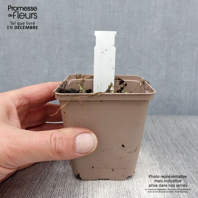 Hosta Cherry Berry Vasetto da 8/9 cm esemplare consegnato in inverno