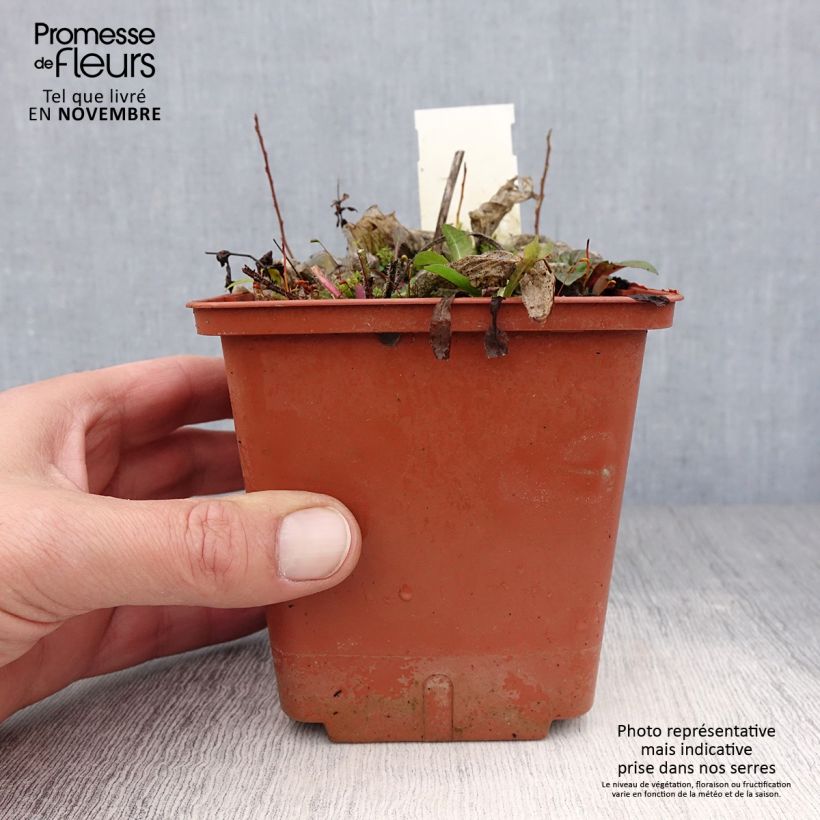 Esemplare di Hosta Christmas Tree Vaso da 1L/1,5L come consegnato in autunno
