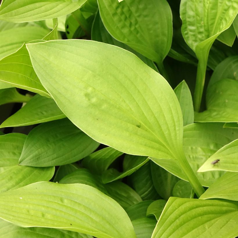 Hosta clausa var. normalis (Fogliame)