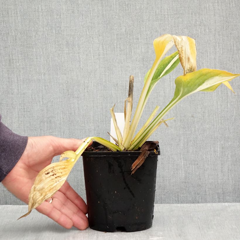 Esemplare di Hosta Clifford's Stingray Vaso da 1,5L/2L come consegnato in autunno