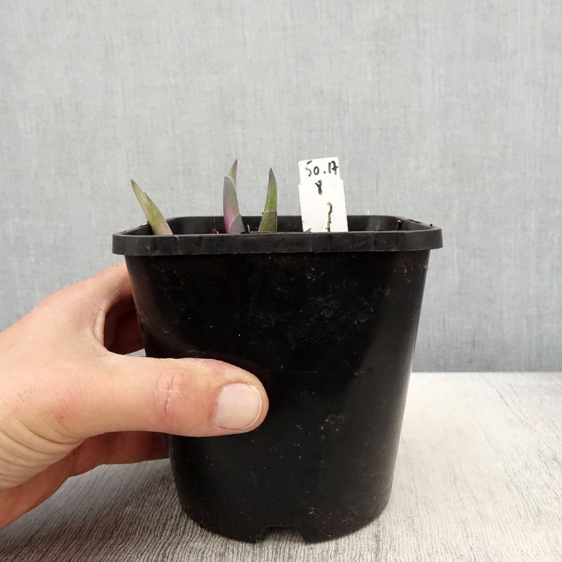 Hosta Clifford's Stingray Vaso da 1,5L/2L esemplare consegnato in primavera