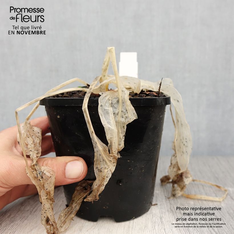 Esemplare di Hosta Coast to Coast Vaso da 1,5L/2L come consegnato in autunno