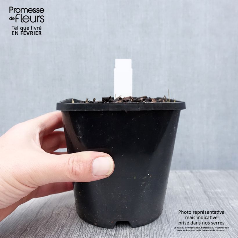 Hosta Coast to Coast Vaso da 1,5L/2L esemplare consegnato in inverno