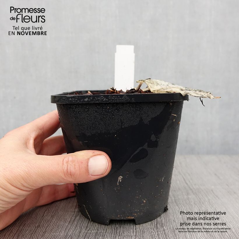 Esemplare di Hosta Color Festival Vaso da 1,5L/2L come consegnato in autunno