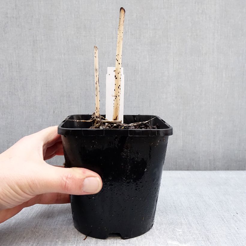 Hosta Curly Fries Vaso da 1,5L/2L esemplare consegnato in inverno