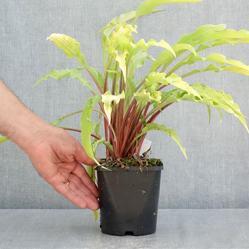 Hosta Curly Fries Vaso da 1,5L/2L esemplare consegnato in primavera