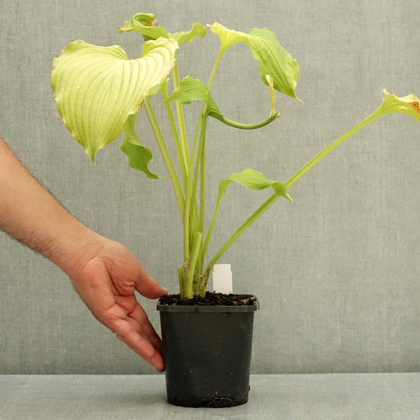 Esemplare di Hosta Dancing Queen Pot de 1,5L/2L consegnato in estate