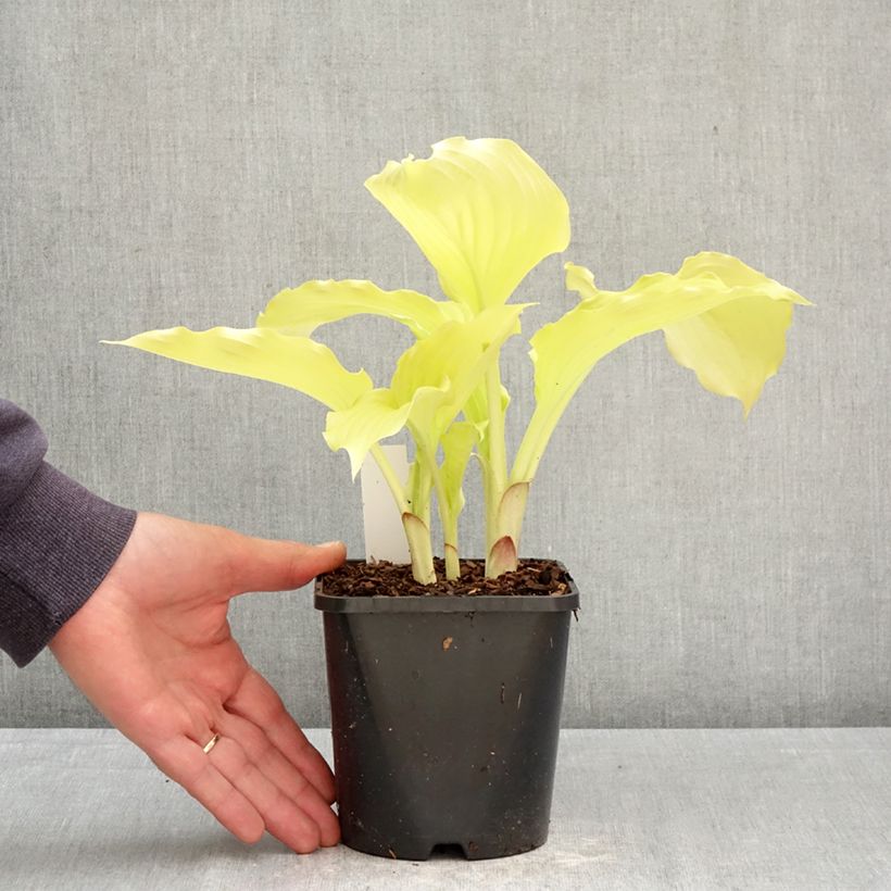 Hosta Dancing Queen Vaso da 1,5L/2L esemplare consegnato in primavera