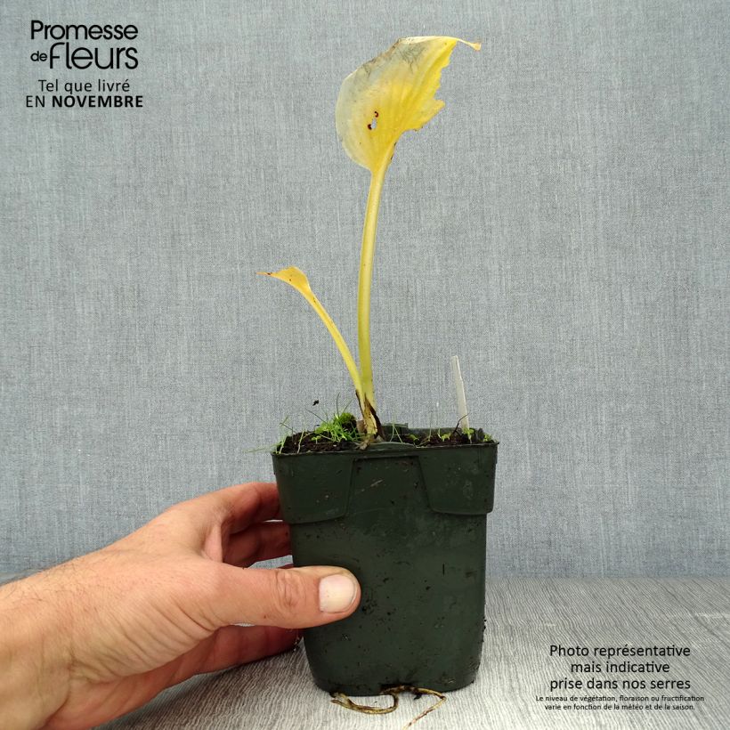 Esemplare di Hosta Delta Dawn Vasetto da 8/9 cm come consegnato in autunno