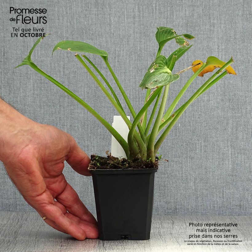 Esemplare di Hosta Devon Green Vasetto da 8/9 cm come consegnato in autunno