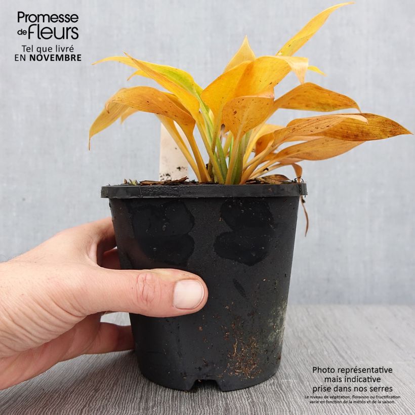 Esemplare di Hosta Devon Green Vaso da 1,5L/2L come consegnato in autunno