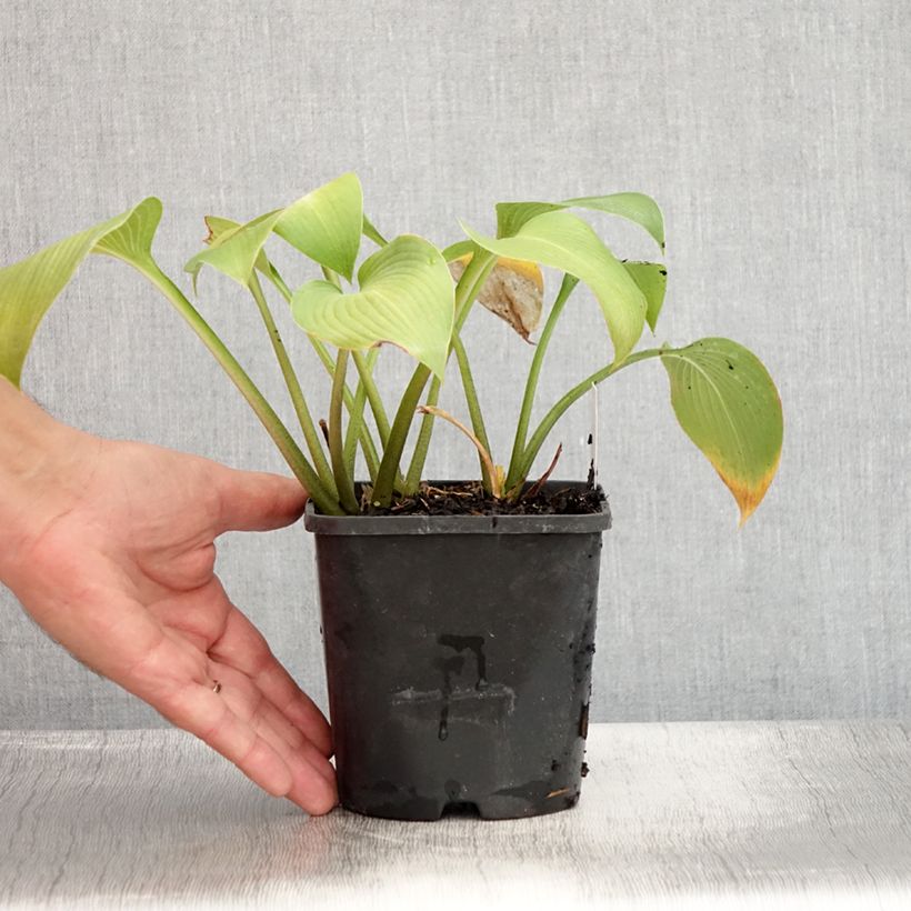 Esemplare di Hosta Devon Green Vaso da 1,5L/2L consegnato in estate