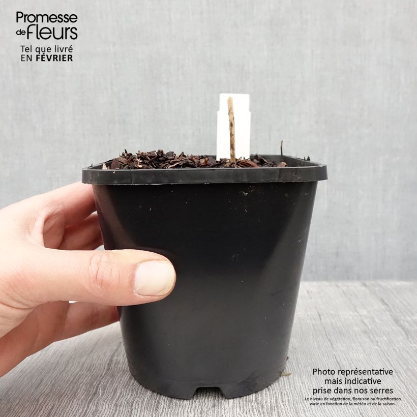 Hosta Devon Green Vaso da 1,5L/2L esemplare consegnato in inverno