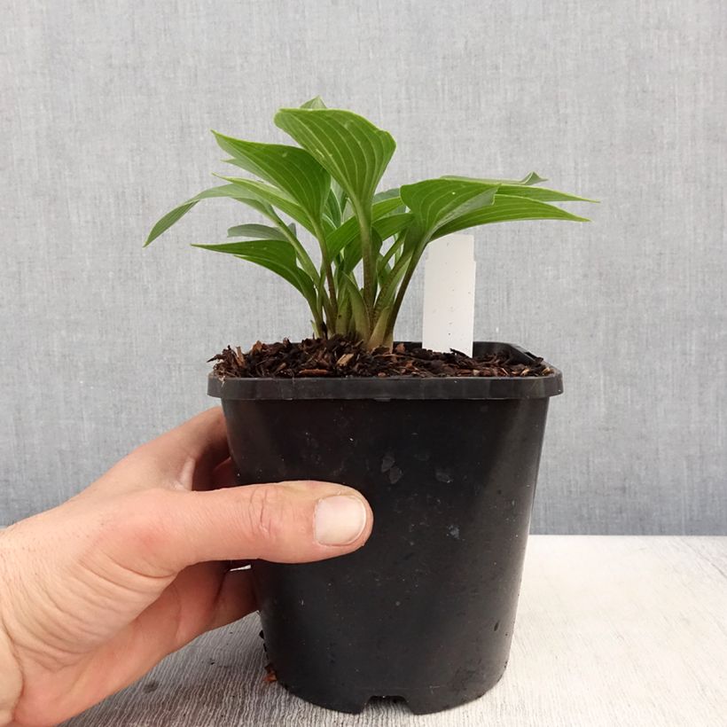 Hosta Devon Green Vaso da 1,5L/2L esemplare consegnato in primavera
