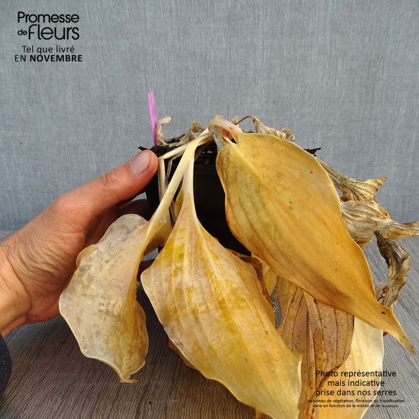 Esemplare di Hosta Diamond Lake Vaso da 1,5L/2L come consegnato in autunno