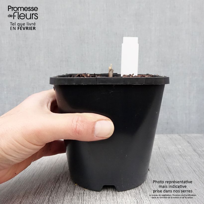 Hosta Diamond Lake Vaso da 1,5L/2L esemplare consegnato in inverno