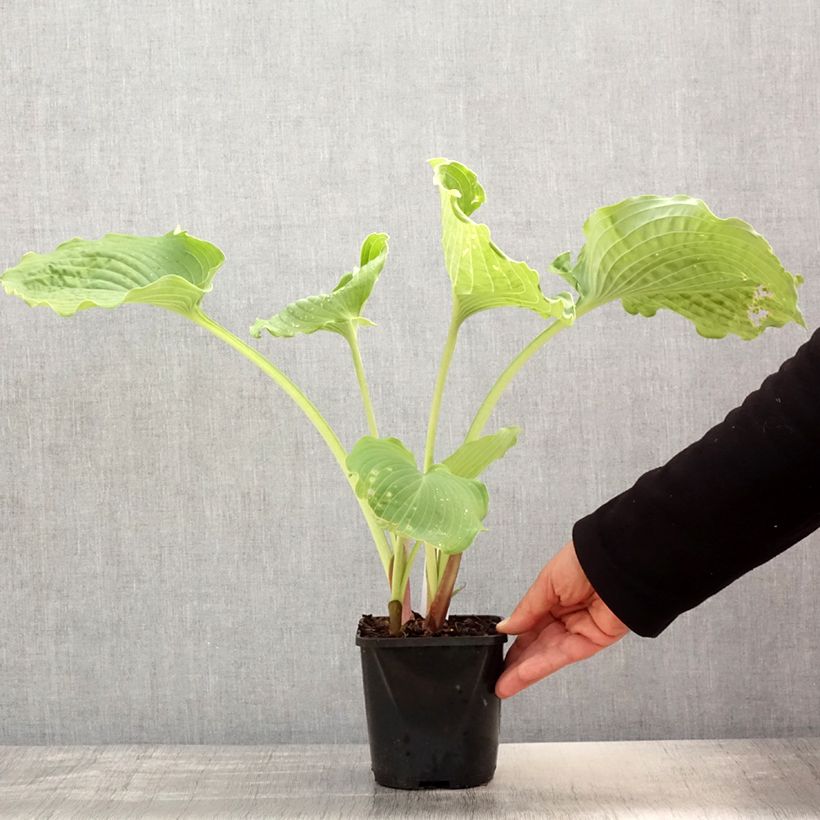 Hosta Diamond Lake Vaso da 1,5L/2L esemplare consegnato in primavera