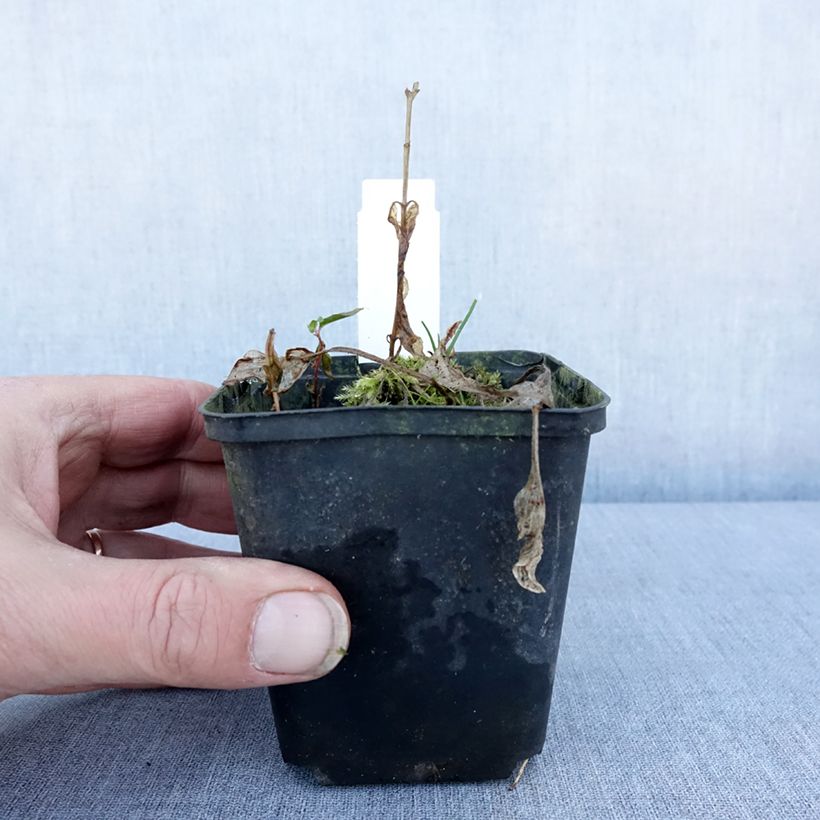 Hosta Diamond Tiara Vasetto da 8/9 cm esemplare consegnato in inverno