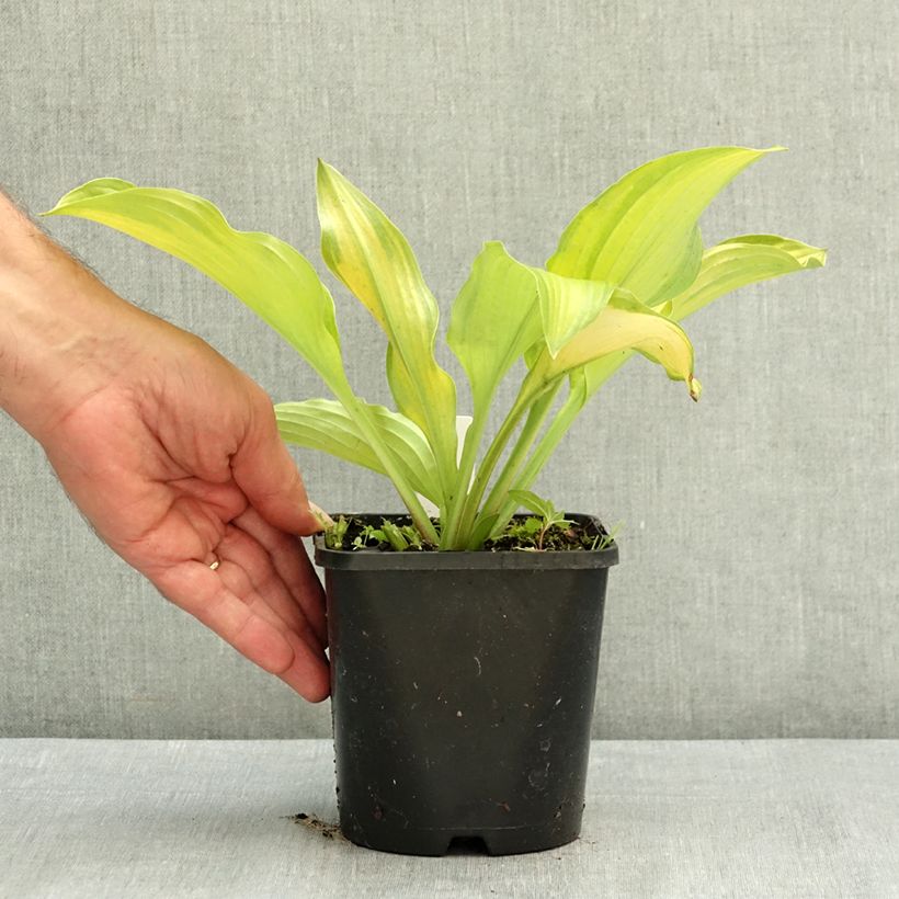 Esemplare di Hosta Django Vaso da 1,5L/2L consegnato in estate
