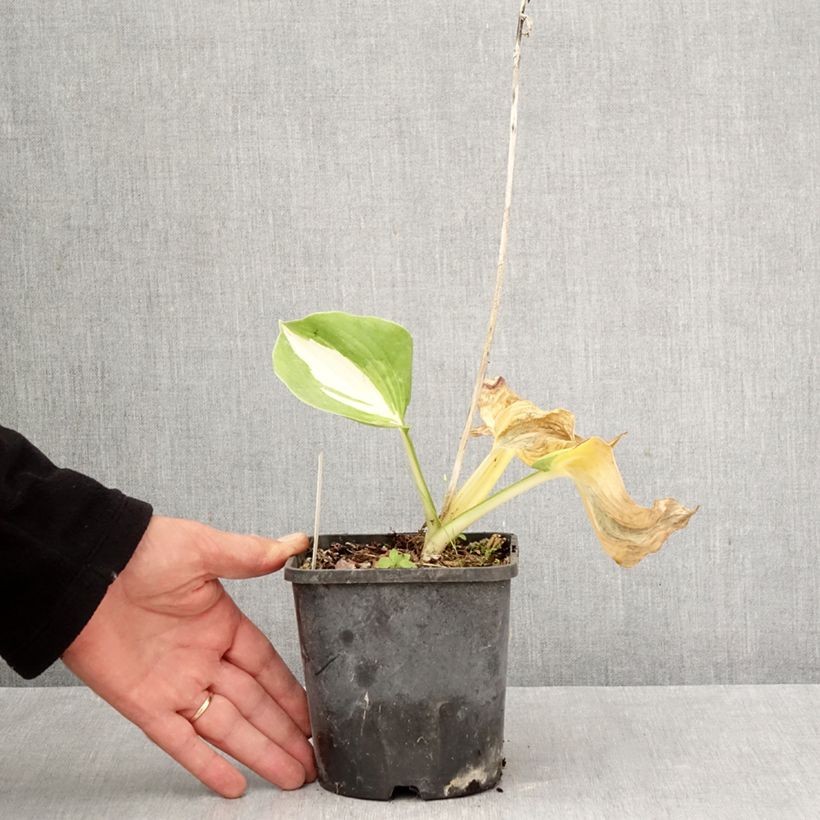 Esemplare di Hosta Dream Queen Vaso da 1,5L/2L come consegnato in autunno