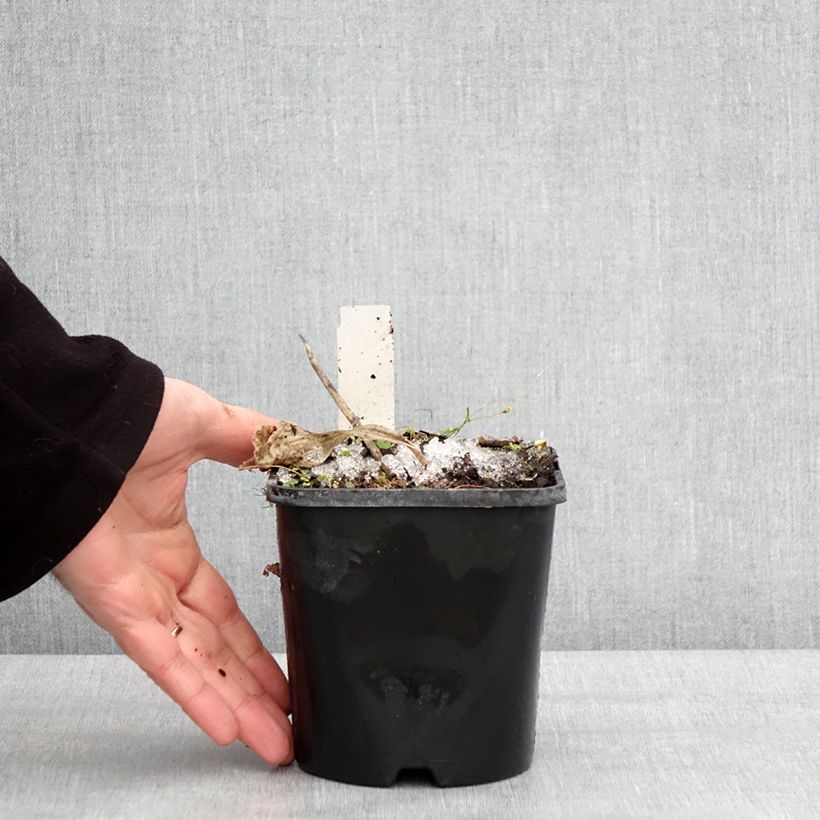 Hosta Dream Queen Vaso da 1,5L/2L esemplare consegnato in inverno