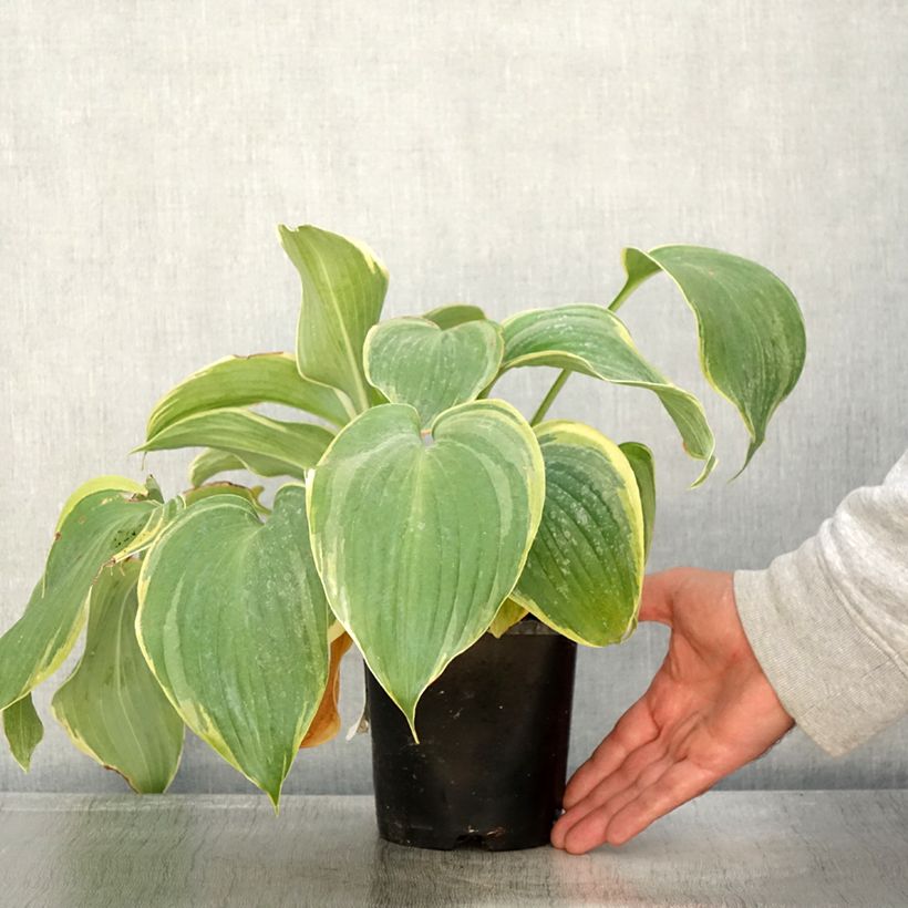 Esemplare di Hosta Earth Angel Vaso da 1,5L/2L come consegnato in autunno