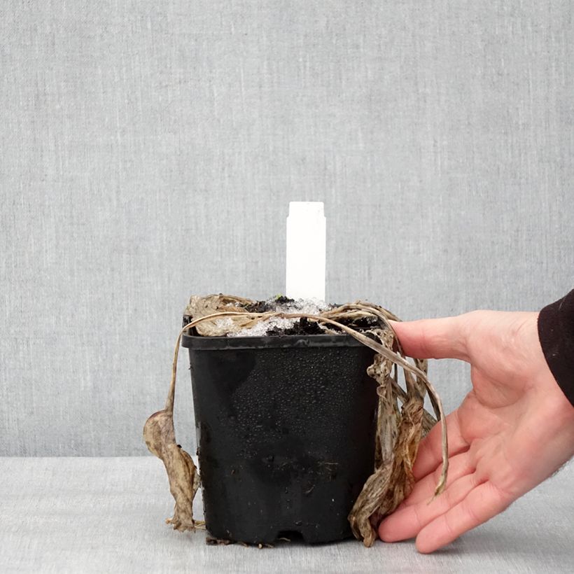 Hosta Earth Angel Vaso da 1,5L/2L esemplare consegnato in inverno