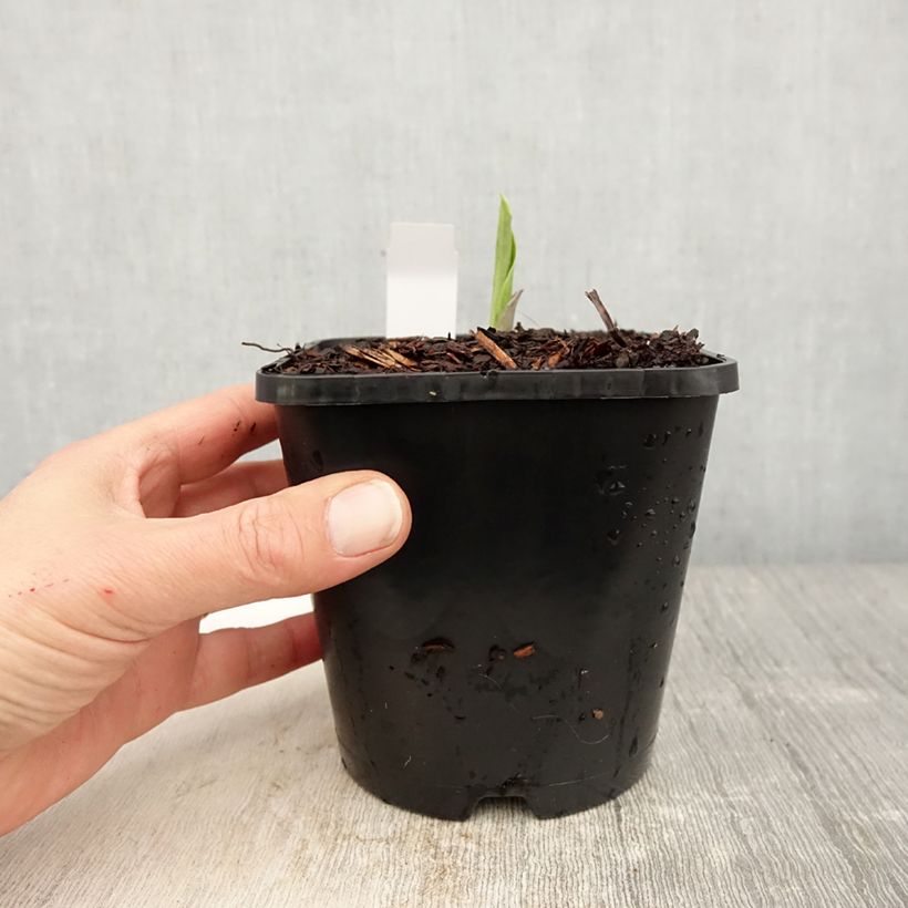 Hosta Earth Angel Vaso da 1,5L/2L esemplare consegnato in primavera