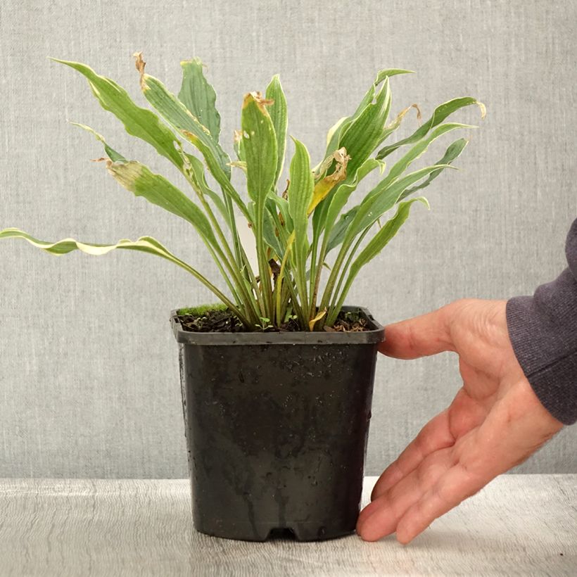 Esemplare di Hosta Electrocution Vaso da 1,5L/2L come consegnato in autunno