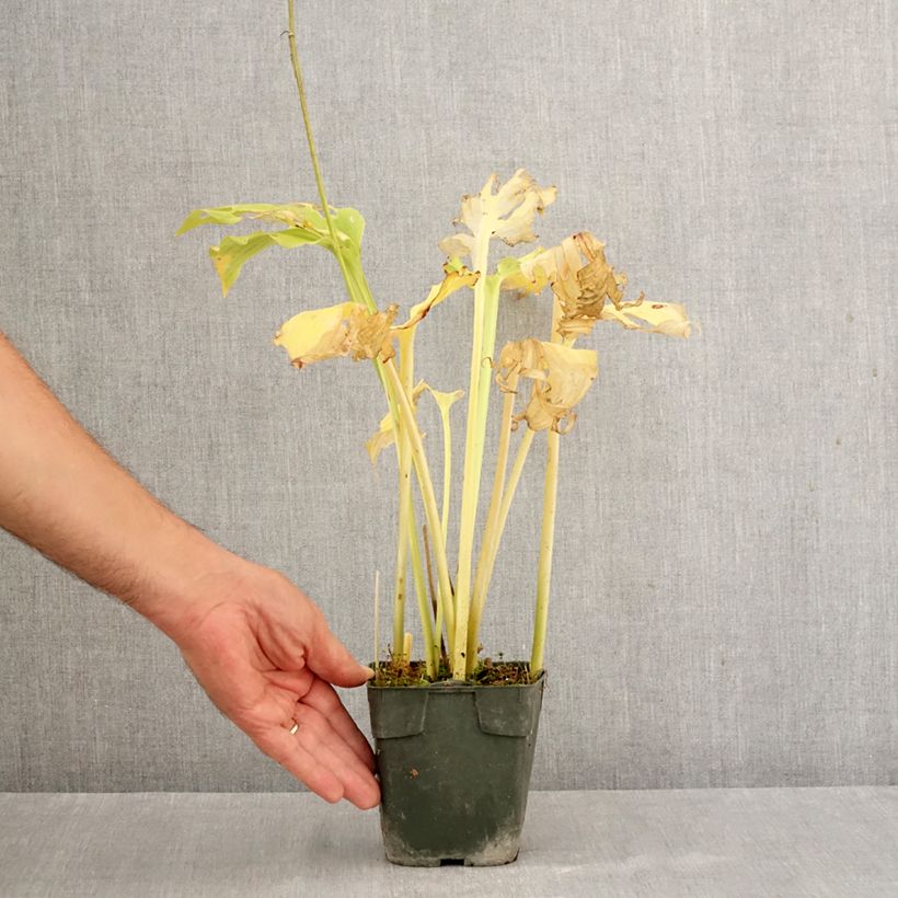 Esemplare di Hosta Elisabeth Vasetto da 8/9 cm come consegnato in autunno