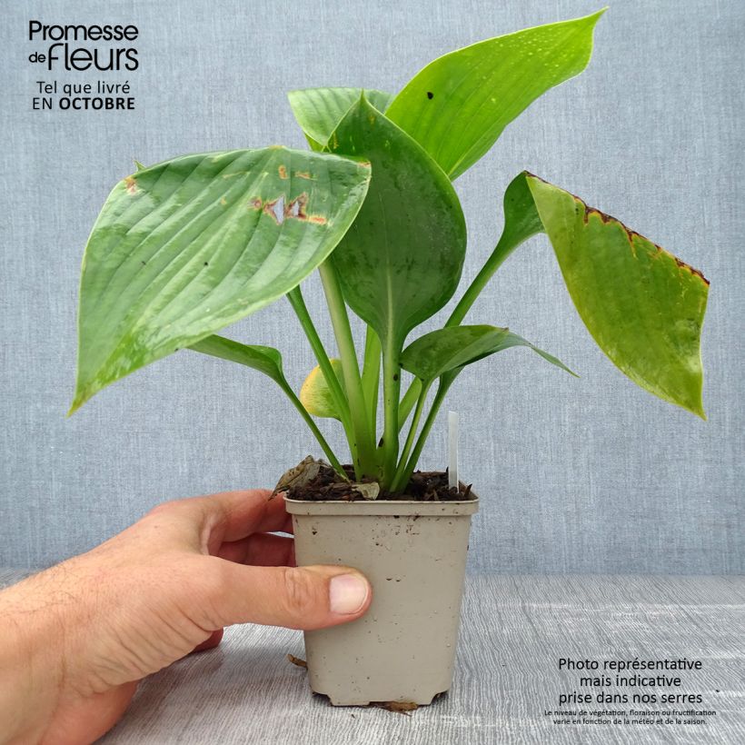 Esemplare di Hosta Empress Wu Vasetto da 8/9 cm come consegnato in autunno
