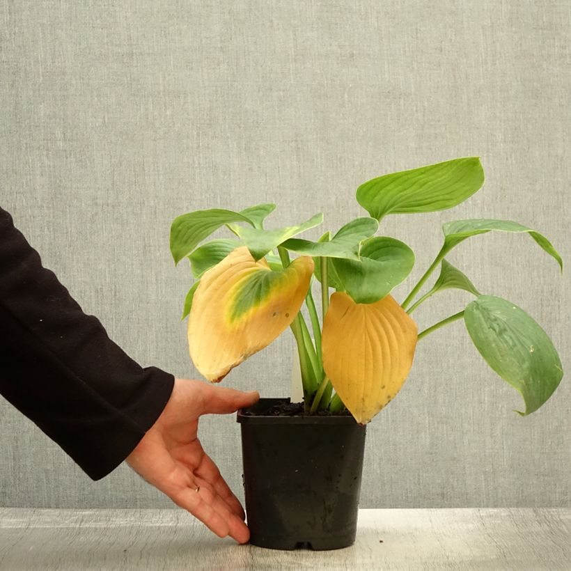 Esemplare di Hosta Empress Wu Vaso da 1,5L/2L come consegnato in autunno