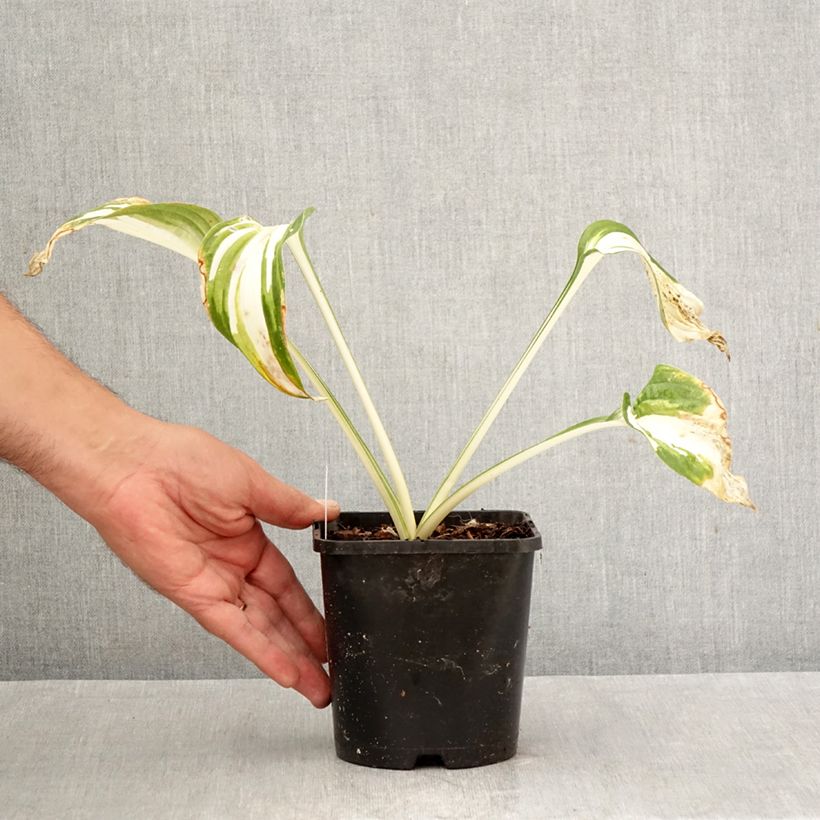 Esemplare di Hosta Enterprise Vaso da 1,5L/2L come consegnato in autunno