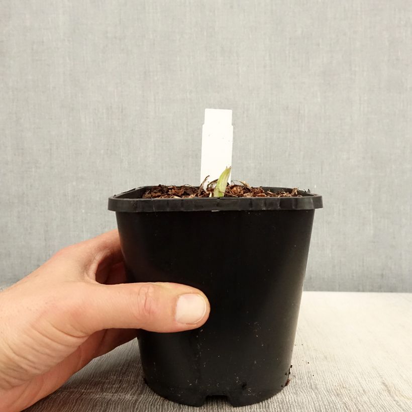 Hosta Enterprise Vaso da 1,5L/2L esemplare consegnato in primavera