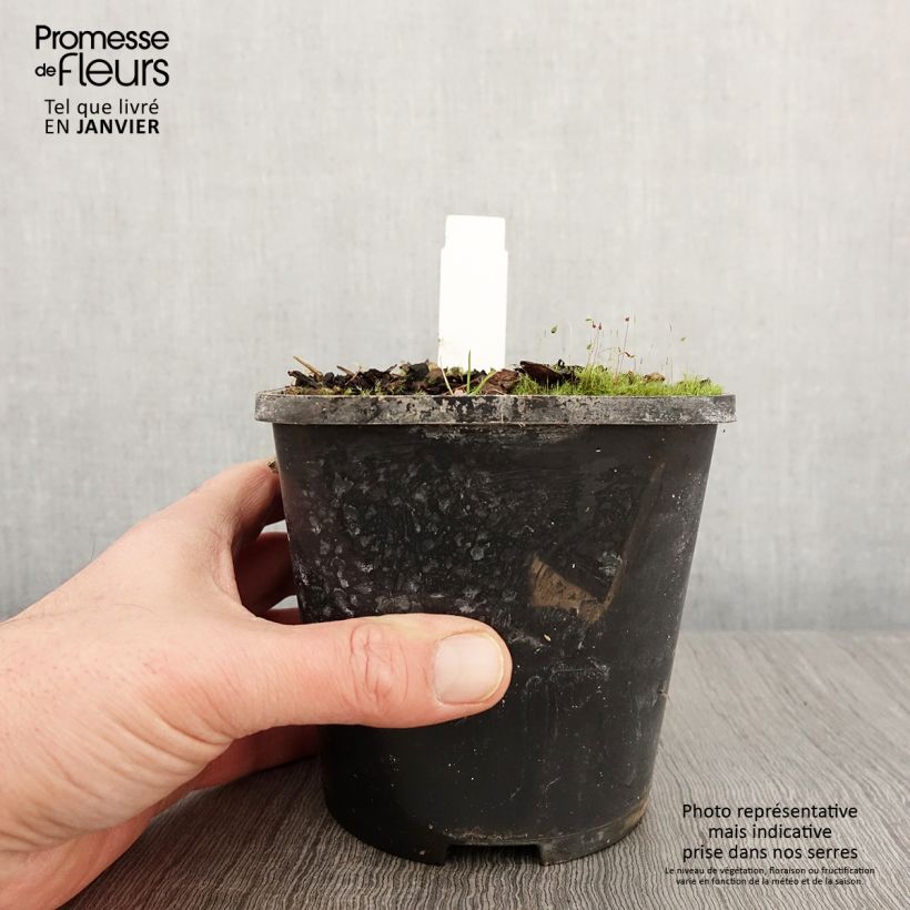 Hosta Eye Catcher Vaso da 1,5L/2L esemplare consegnato in inverno