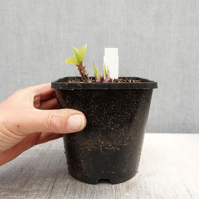 Hosta Faithfull Heart Vaso da 1,5L/2L esemplare consegnato in primavera