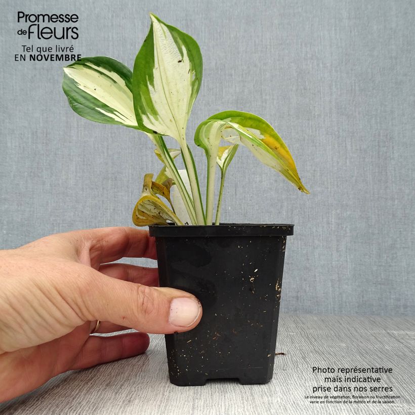 Esemplare di Hosta Fire and Ice Vasetto da 8/9 cm come consegnato in autunno