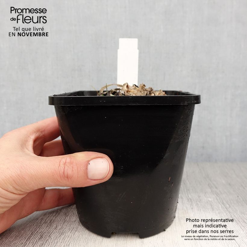 Esemplare di Hosta Fire and Ice Vaso da 1,5L/2L come consegnato in autunno