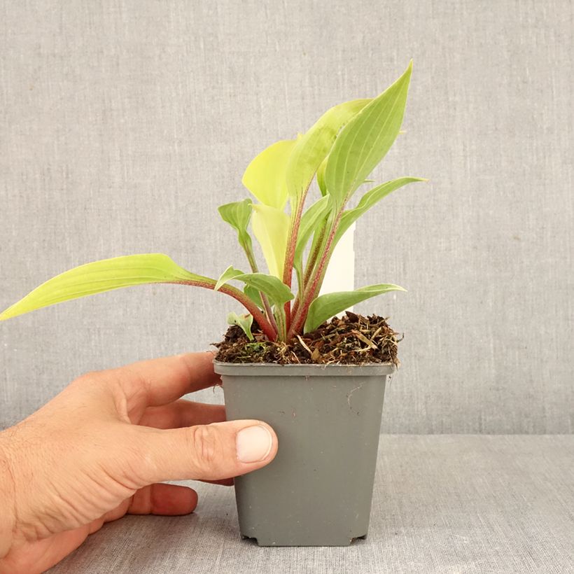 Esemplare di Hosta fire Island Vasetto da 8/9 cm come consegnato in autunno