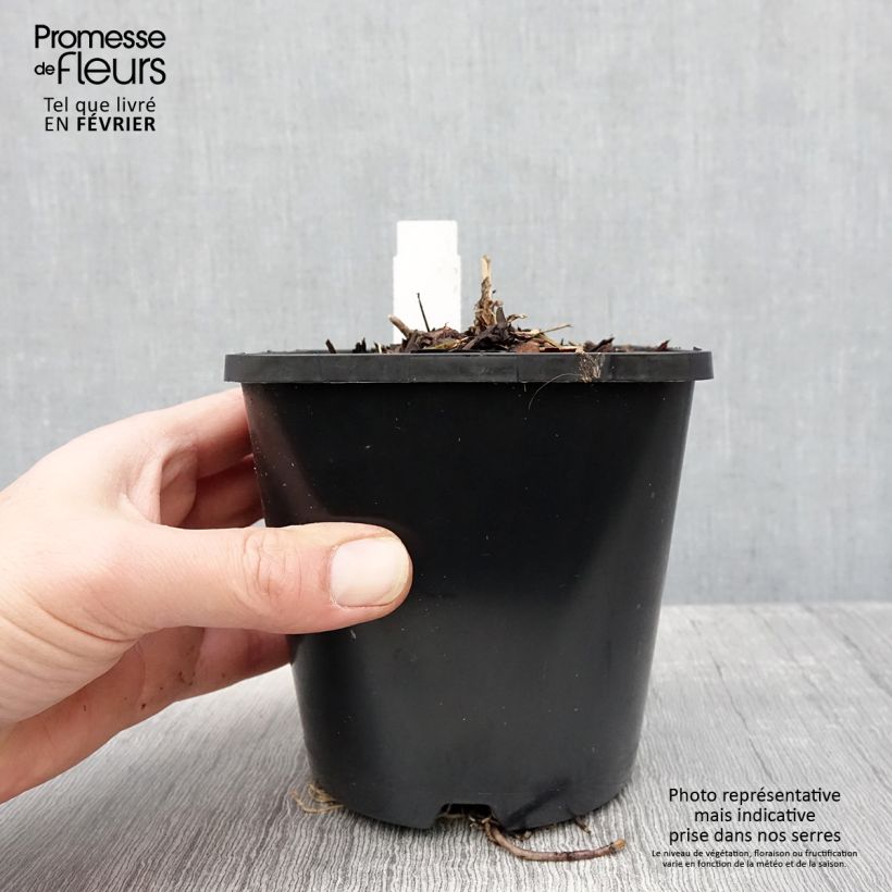 Hosta First Blush Vaso da 1,5L/2L esemplare consegnato in inverno