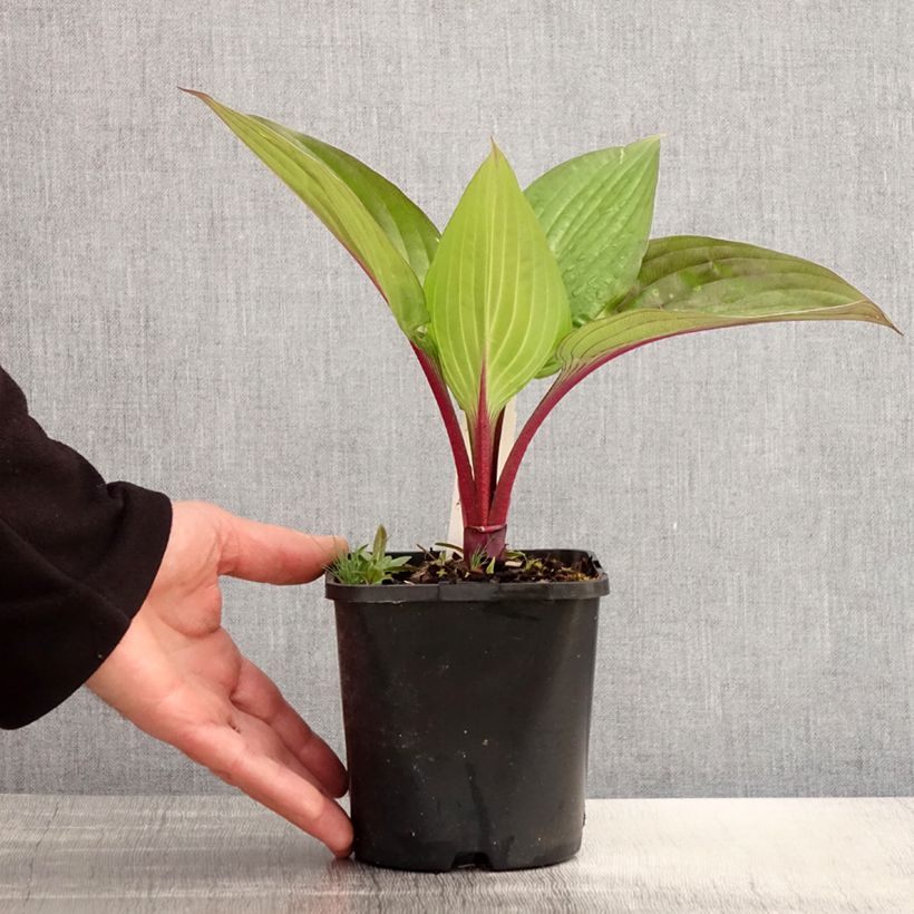 Hosta First Blush Vaso da 1,5L/2L esemplare consegnato in primavera