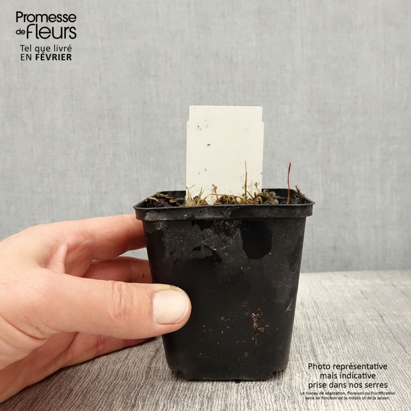 Hosta Flemish Sky Vasetto da 8/9 cm esemplare consegnato in inverno