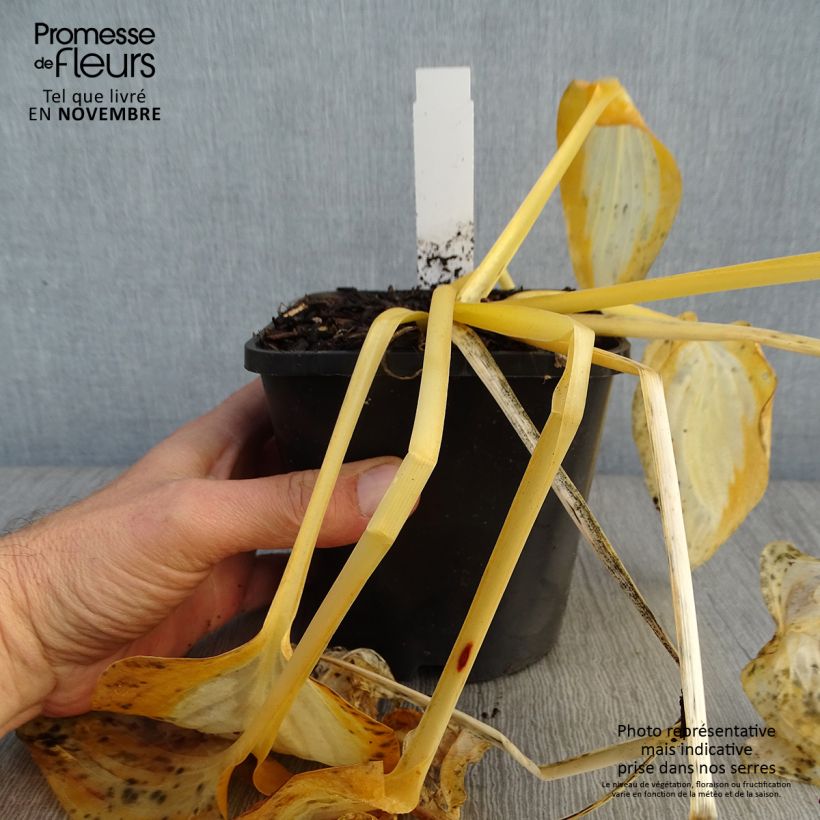 Esemplare di Hosta Forbidden Fruit Vaso da 1,5L/2L come consegnato in autunno
