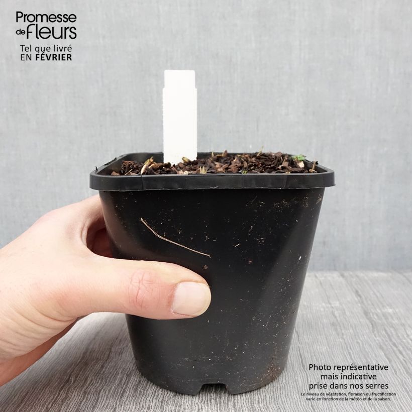 Hosta Forbidden Fruit Vaso da 1,5L/2L esemplare consegnato in inverno