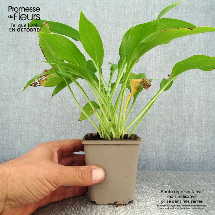 Esemplare di Hosta fortunei albopicta Vasetto da 8/9 cm come consegnato in autunno