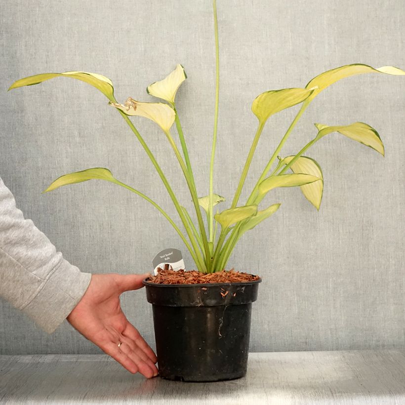 Esemplare di Hosta fortunei Gold Standard Vaso da 2L/3L come consegnato in autunno