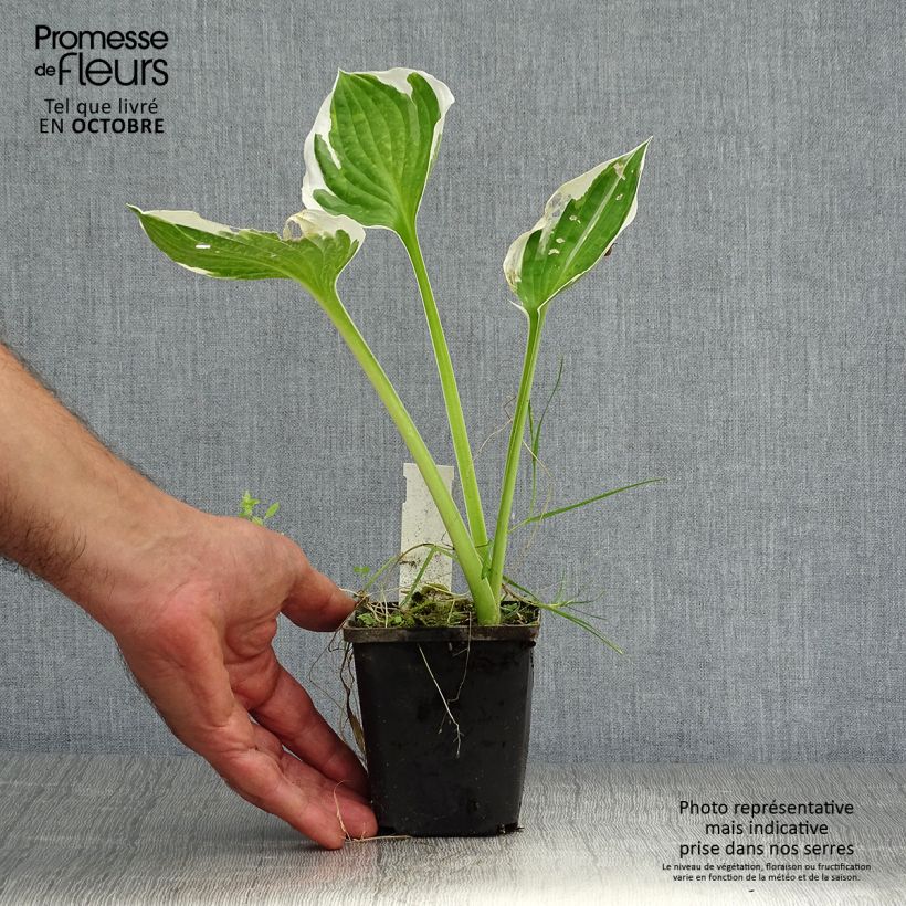 Esemplare di Hosta fortunei Patriot Vasetto da 8/9 cm come consegnato in autunno